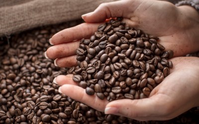 Cà phê Arabica và Robusta: Hướng dẫn chuyên sâu về hương vị và chất lượng